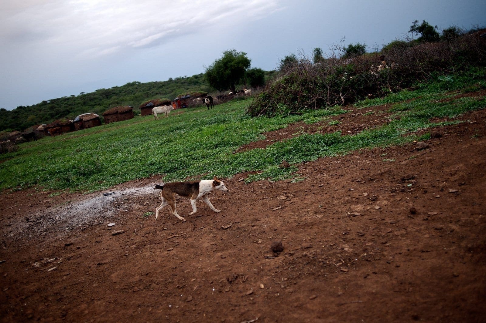A journey to Masai land