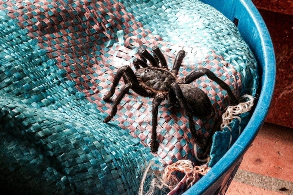 Tarantula