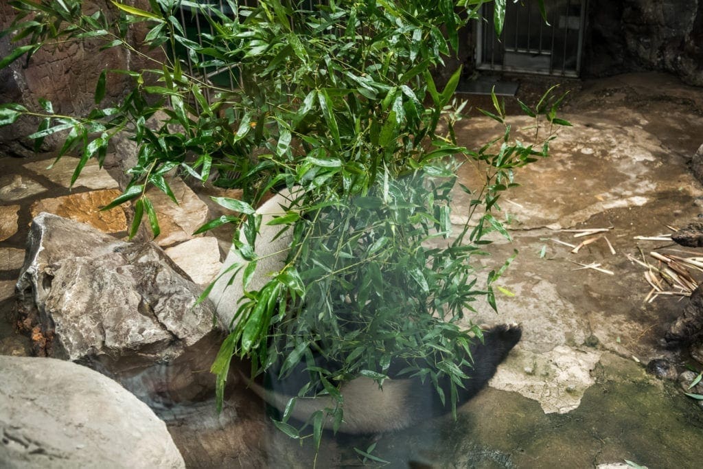 visitatori panda