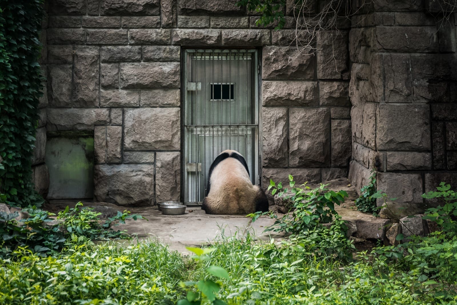 giant panda