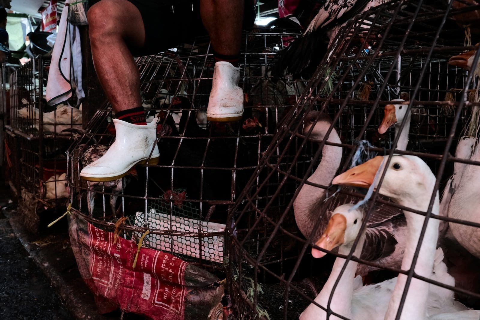 Khlong Toei Market | ©Fabio Lovati, 2022