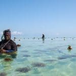 sponge farm