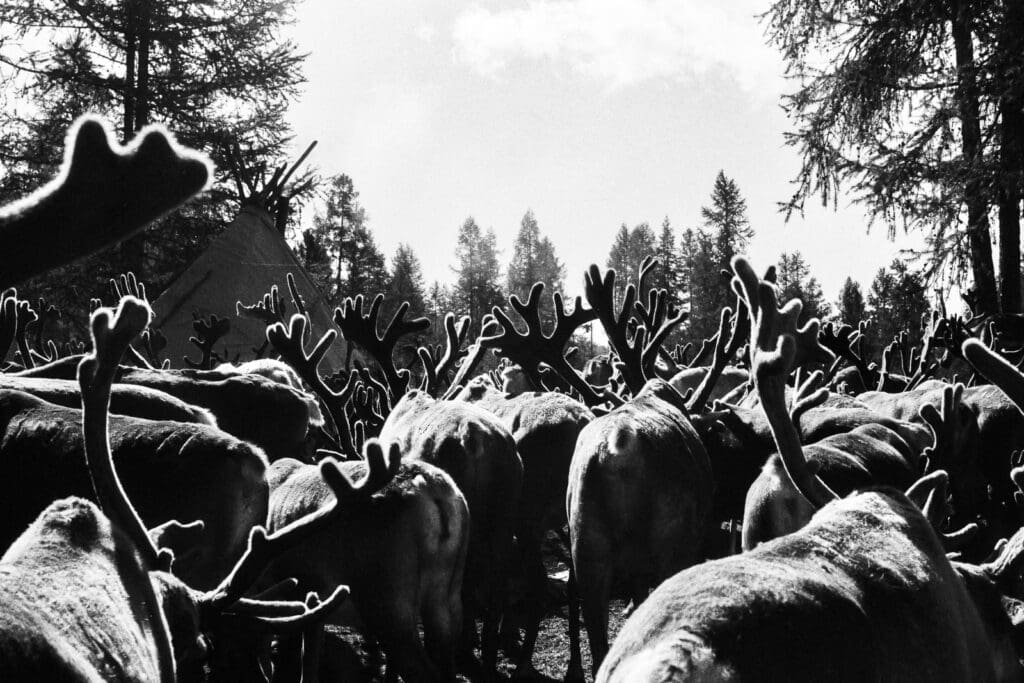 Tsaatan