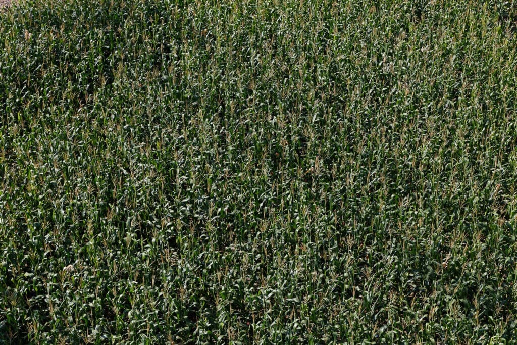 The Guatemalan Alien